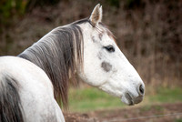 Horses