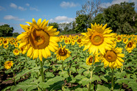 2020 Sunflowers